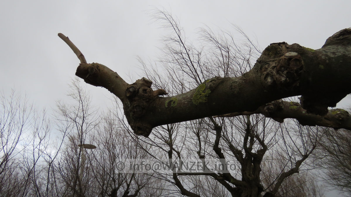 Tilia cordata - Dachform geschitten IMG_5278.JPG